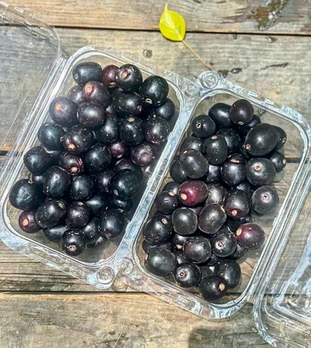 Frozen Black Jamun