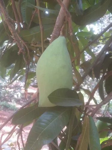 Green Totapari Mango