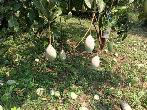 Totapuri Mango