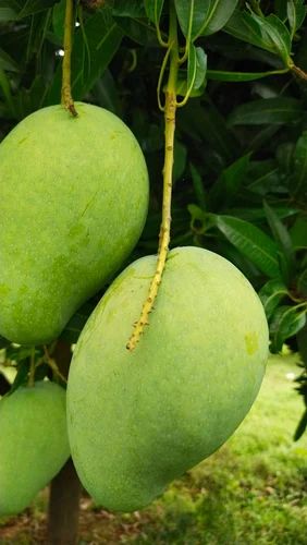 Banganapalli Mangoes 1