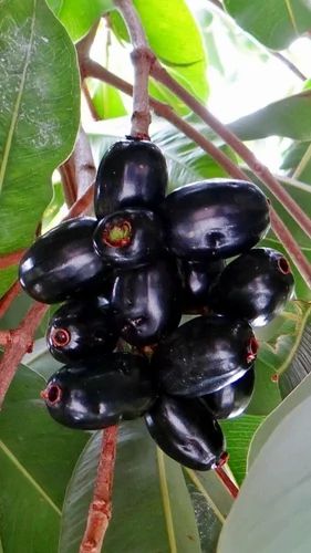 Frozen Kala Jamun Slices, Packaging Type: Packet