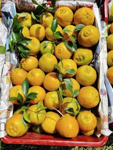 Fresh Orange