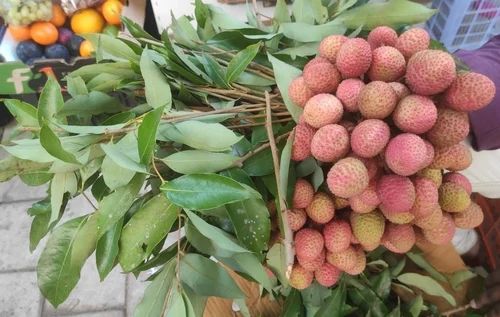 Muzaffarpur Litchi Fresh Fruit