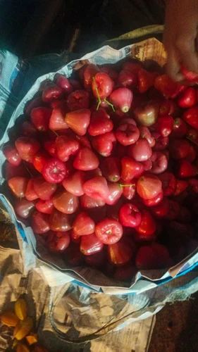 Rose Apple red