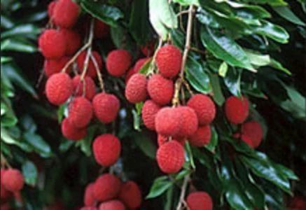 Litchi