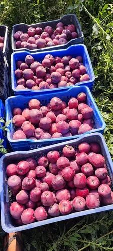 Kashmiri A Grade Kashmir apple, Packaging Size: 14kg
