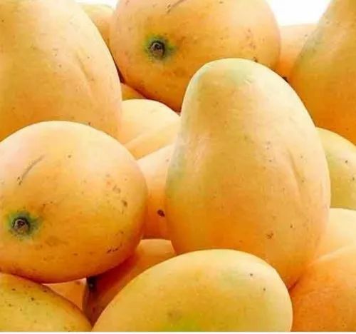 Alphonso Mango