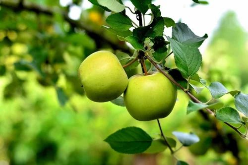 Himachali A Grade Fresh Green Apple Fruit, Packaging Type: Carton, Himachal