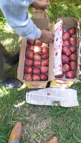 A Grade Red Kashmiri Apple