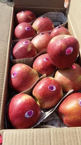 Kashmiri Apple