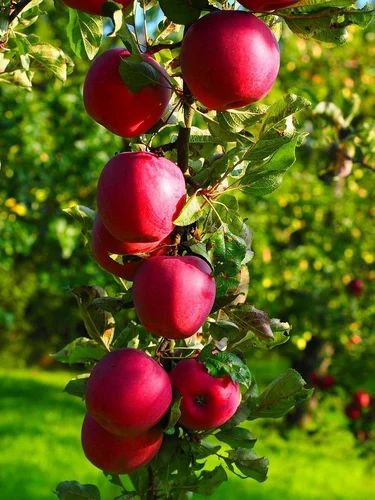 Shimla Royal Apple