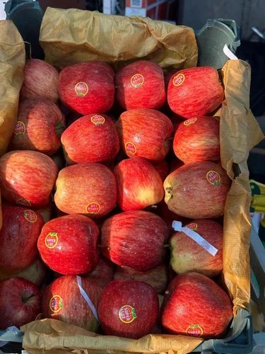 B Grade Fresh Red Apple