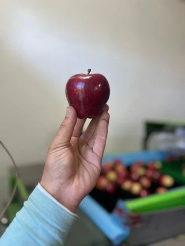 Red delicious A Grade Shimla Apple, Packaging Size: 10 Kg