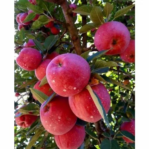 Himachali A Grade Fresh Red Himachal Apple, India