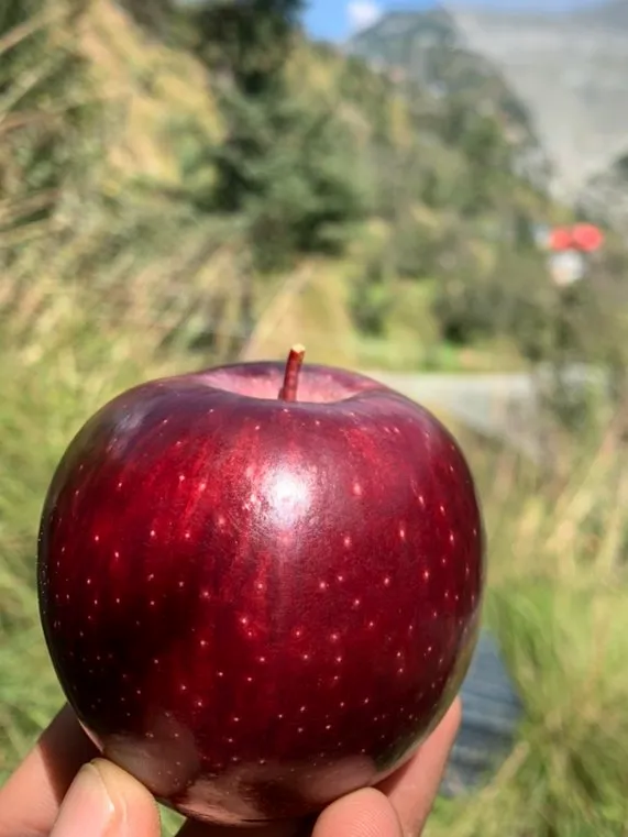 Apple Shimla