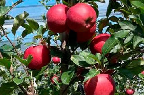 Gala Apple A Grade Shimla Apple, Packaging Size: 27, Packaging Type: Carton