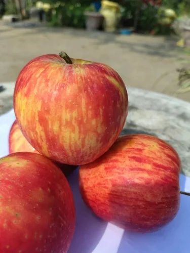 Shimla A Grade Apple, Packaging Type: Carton, Packaging Size: 10 Kg