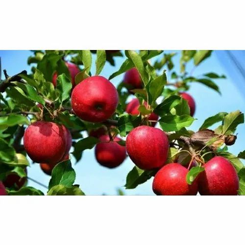 Fresh Himachal Apple, Quality Available: A Grade