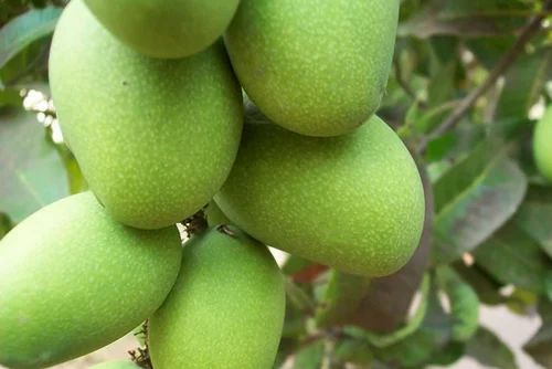 Langra Mango
