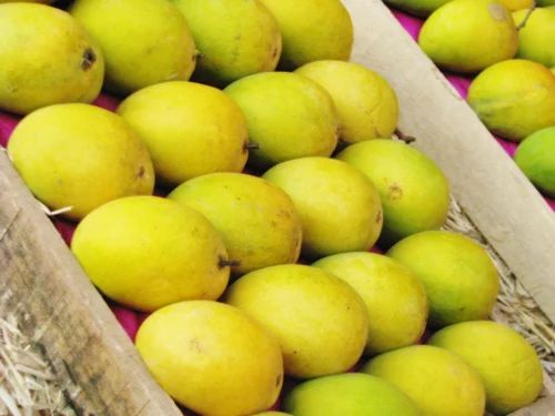 Dusehri Mango