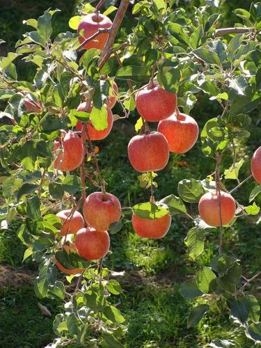 A Grade Red Fuji Apple