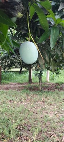 Bihar Langda Mango