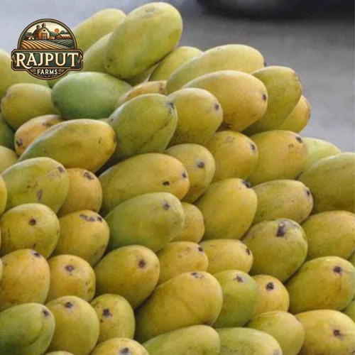 Fresh Dashehari Mango