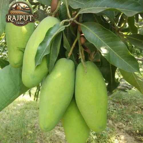 Green Malihabadi Dasheri Mango, Carton, Packaging Size: 20 Kg