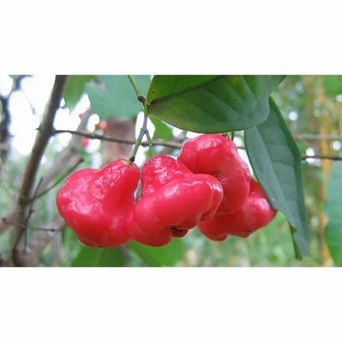 Fresh Rose Water Apple Fruits