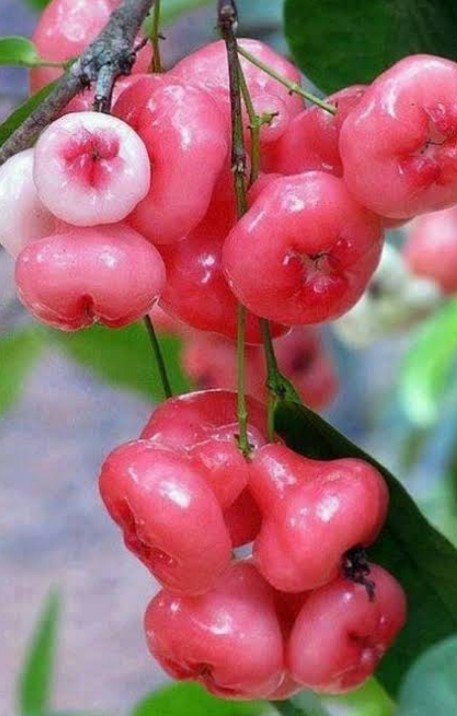 Rose Apple(Naturally cultivated)