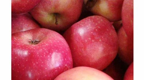 Pacific Rose Apple