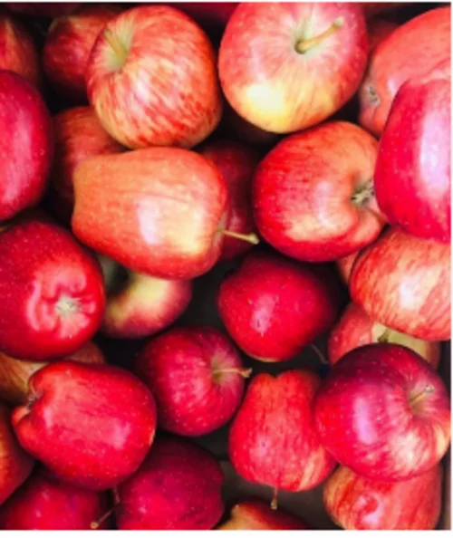 Rose Apple