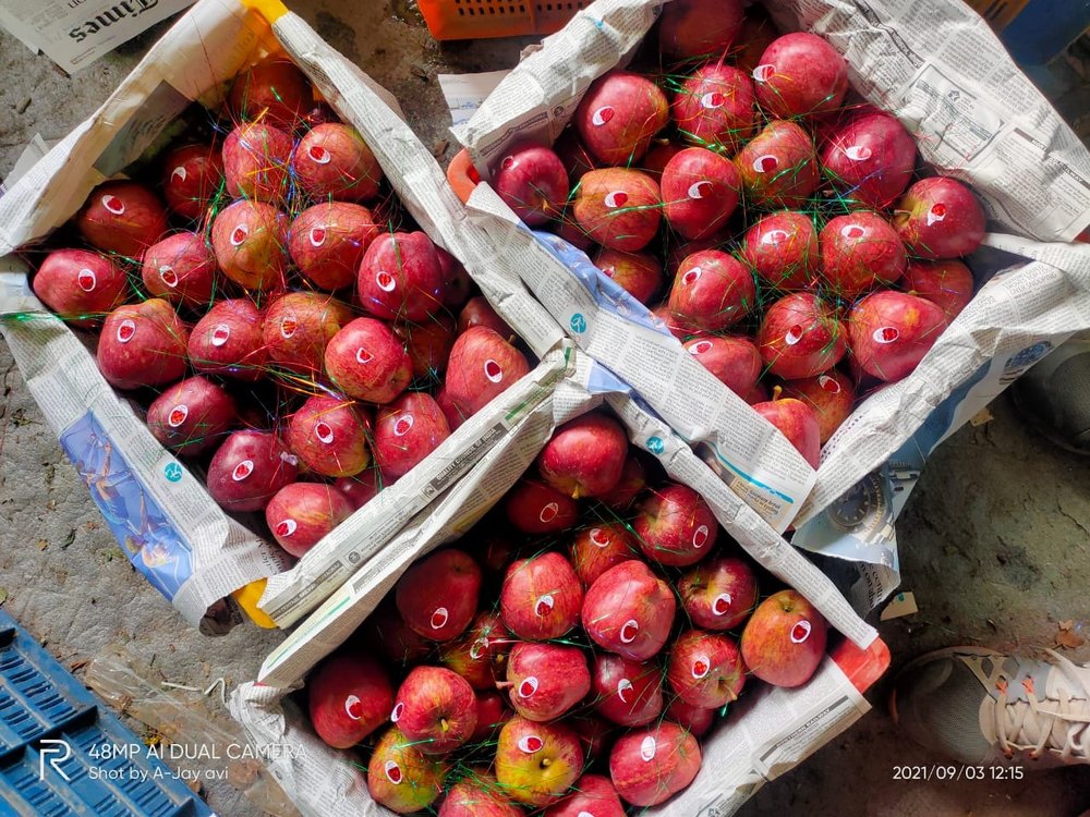 Fresh Apple 5 Kwintal