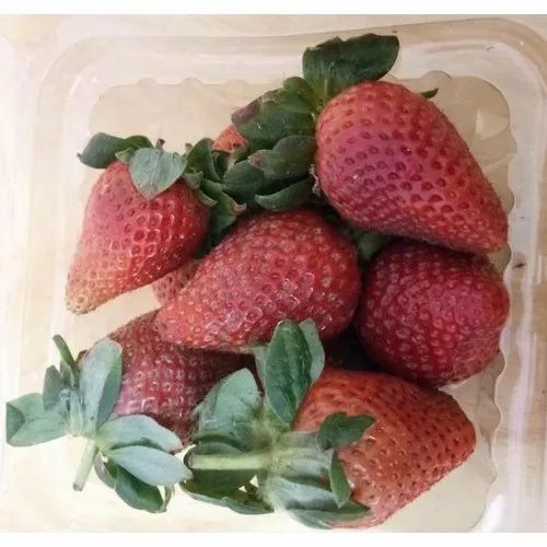 A Grade Fresh Strawberry, Packaging Type: Carton, Packaging Size: 5 Kg