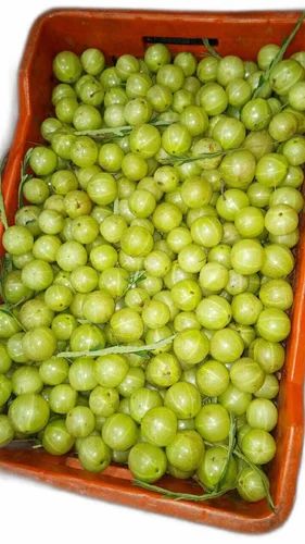 A Grade Tamilnadu Fresh Amla Fruit, Packaging Size: 30 kg, Packaging Type: Carton