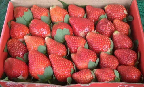 Strawberries From Farm
