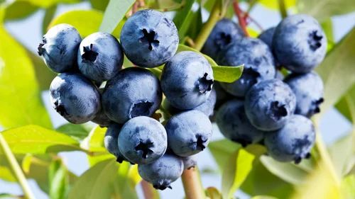 Local Farm Blue Berries