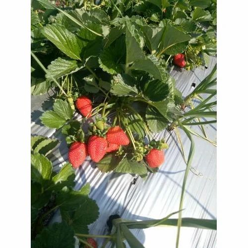 Natural Fresh Strawberry