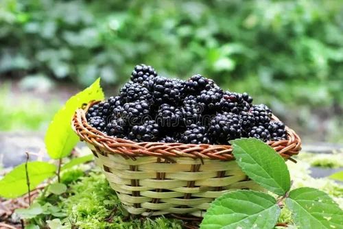Fresh Blackberry Fruit