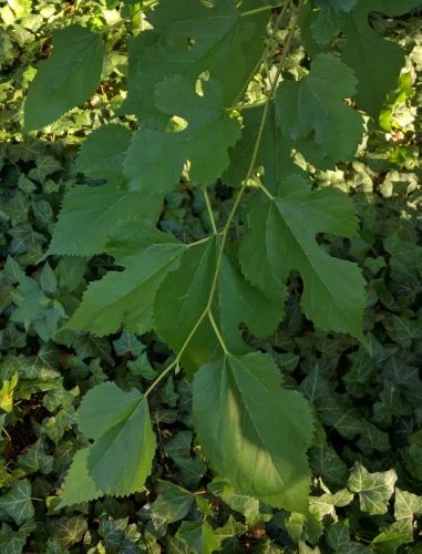 Mulberry Dry Leaves