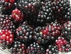 Mulberry
