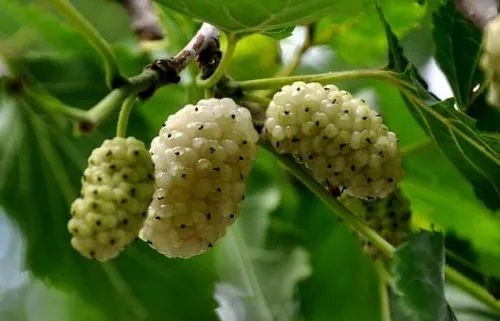 Mulberry