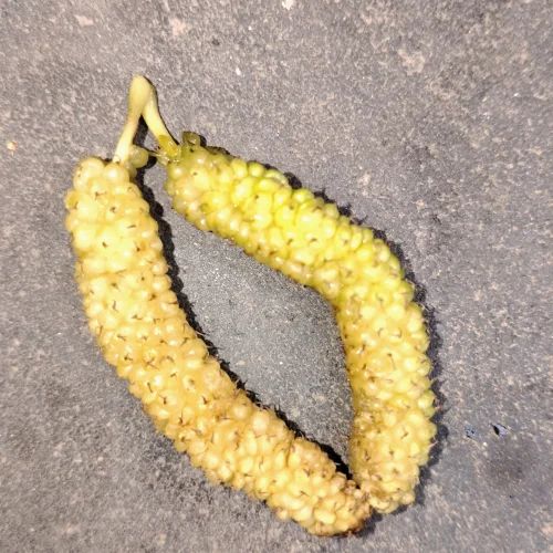 Mulberries Fruits