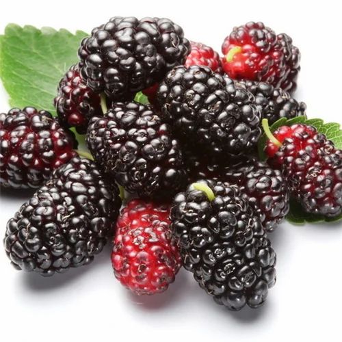 Mulberry Fruit