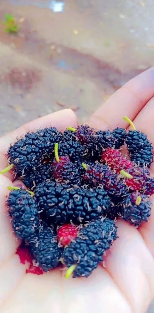 Mulberry