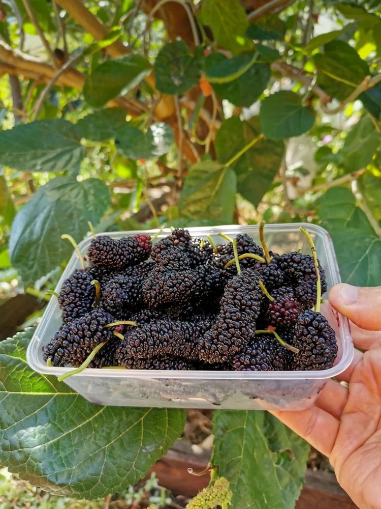 Mulberry Fruit