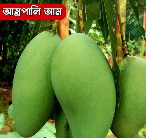 Amrapali Mango Plant