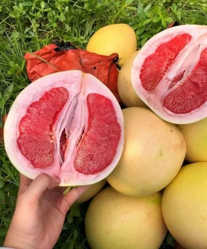 Pan India A Grade Red Pomelo plant, Packaging Type: Gunny Bag