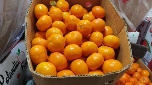 Fresh Baby Orange