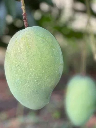 Fresh Green Raw Mango